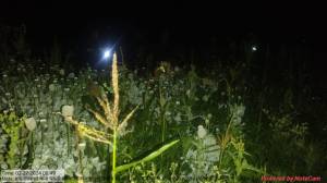 अफ़ीम की खेती कर रहे तीन भाई को पुलिस ने किया गिरफ्तार 