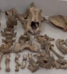 पीलीभीत में तस्करों से बरामद बाघ की हड्डियां 